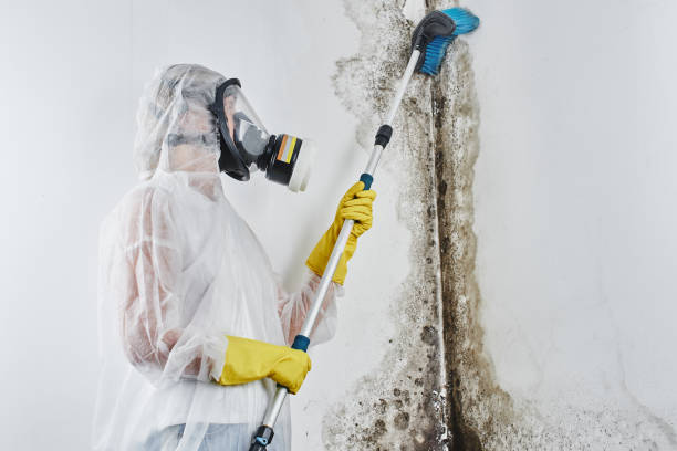 Why You Should Choose Our Mold Remediation Services in Littleton Common, MA